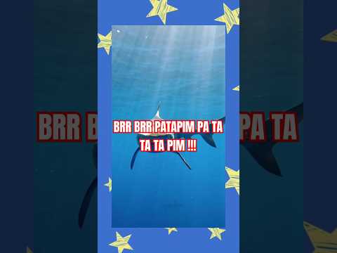 brr brr patapim pa ta ta ta pim balerinacappuchina‼️#anomali #tungtungsahur #brainrot #meme