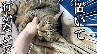【感動】飼い主が実家に帰省する直前に猫がとった行動が切なすぎた...