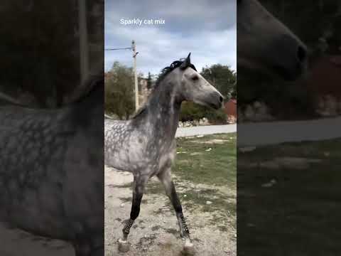 The horse got Scared of the dogs