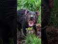 Tasmanian Devil Facts and Conservation