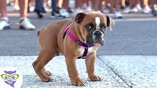 Veterinarios Dijeron NO LLEGA al Año! Pero Beans VIVE y Celebra sus 9 Años