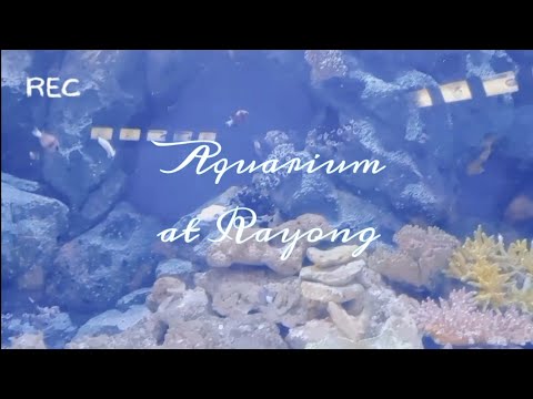 vlog🐠🫧:aquariumatrayongพิพิธภัณฑ์สัตว์น้ำระยอง