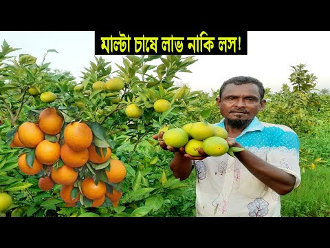 কিভাবে চাষ করলে মাল্টা মিষ্টি ও সুস্বাদু হয় - মাল্টা চাষ পদ্ধতি ও আয় ব্যয় - Citrus Fruits Farming