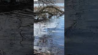 Warum blubbert der Laacher See?