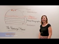 Hamburger Method in Essay Writing