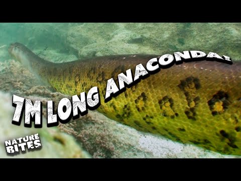 Patrick Aryee Dives Deep to Find a 7m-long Anaconda! | Big Beasts: Last of the Giants | Nature Bites