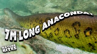 Patrick Aryee Dives Deep to Find a 7m-long Anaconda! | Big Beasts: Last of the Giants | Nature Bites