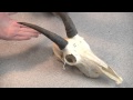 Understanding Horns and Antlers