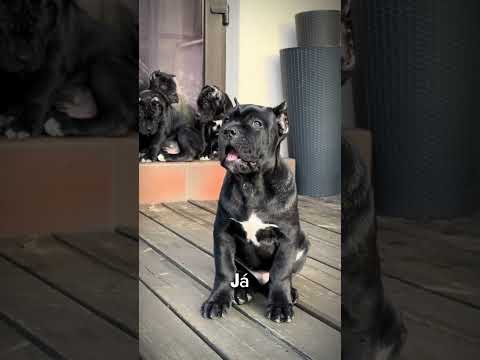5 filhotes mais fofos do mundo! #cachorro #filhote #dog #cães #pets
