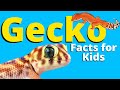 Gecko Biology and Behavior