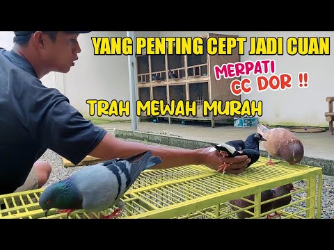 MERPATI PLAYER TRAH MEWAH MURAH YANG PENTING CEPET LAKU