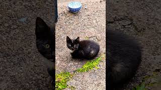 small kitty