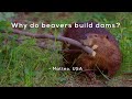 Understanding Beavers and Their Dams