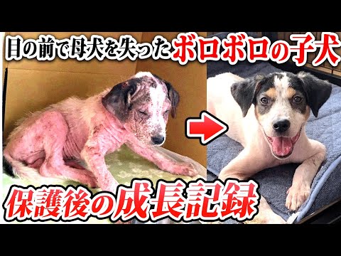 【子犬 野犬】目の前で母犬を失ったボロボロの子犬　保護後の成長記録
