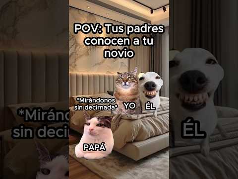 Cuando tus padres conocen a tu novio #gatitos #funnyvideos #gatosgraciosos #cats