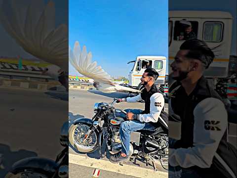 truck vale ka reaction ๐ฅ๐๐คฏ #publicreaction #pigeonlaver #pigeon #kabutar #kabutarstatus #trending