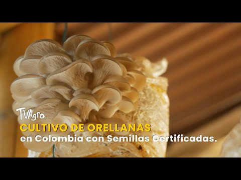 YouTube video thumbnail: Growing Orellanas in Colombia With Certified Seeds