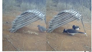 PÁSSAROS COMENDO EMBAIXO DA ARAPUCA