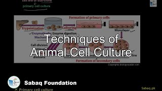 Techniques of Animal Cell Culture