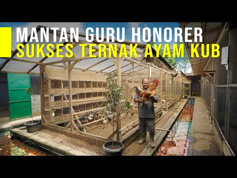 Pasutri Sukses Ternak Ayam KUB Dari Hulu Sampai Hilir, Tanpa Tengkulak Hasilkan Keuntungan Besar