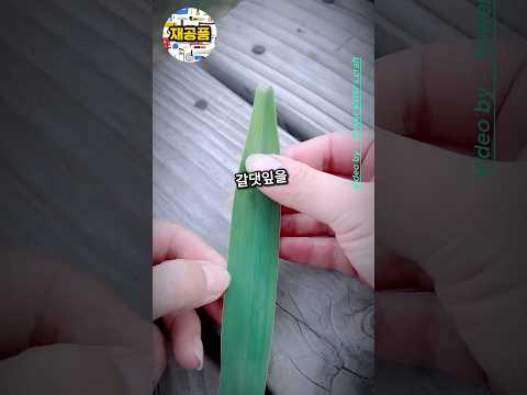 풀잎을 사용해 완벽한 조각배를 만드는 방법