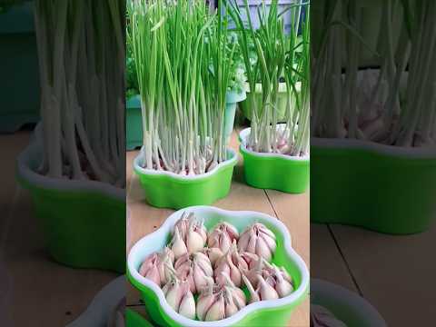 cultivo de alho na água