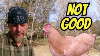 Taking A Break From Youtube For A Respiratory Problem In My Oldest Chicken