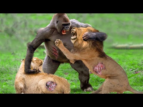 It's Crazy That Lion Is Mercilessly Attacked By The Prey! Lion vs Buffalo, Giraffe, Hyena, Wild Dogs