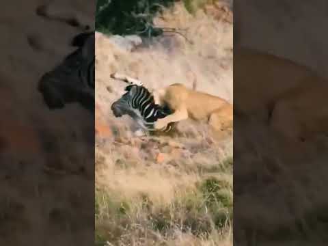Lion and Crocodile attack Zebra