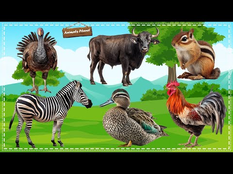 A Compilation of Amazing Animal Sounds and Videos: Ostrich, Buffalo, Squirrel, Horse, Duck, Chicken