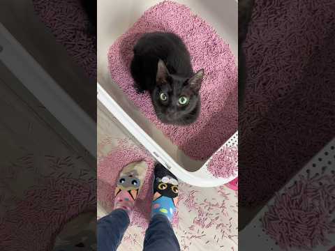 Cat and litter box! ๐ #cats #funny