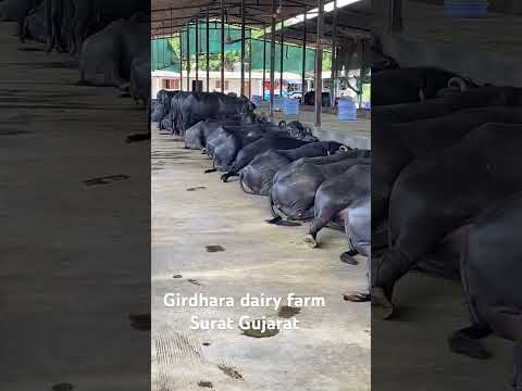 Girdhara dairy farm Surat Gujarat