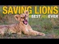 Lion Conservation Efforts in Gorongosa National Park