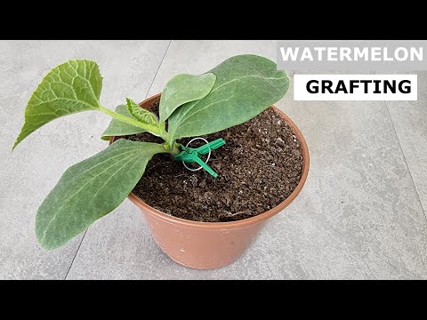 How to Graft Watermelons: Step-by-Step Tutorial