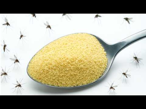 KILL Every Mosquito In Your Whole House With This Kitchen Spice!
