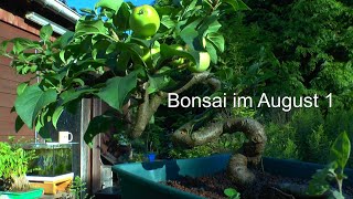 Teil 1 Bonsai im August. Wie sich die Bäumchen entwickeln
