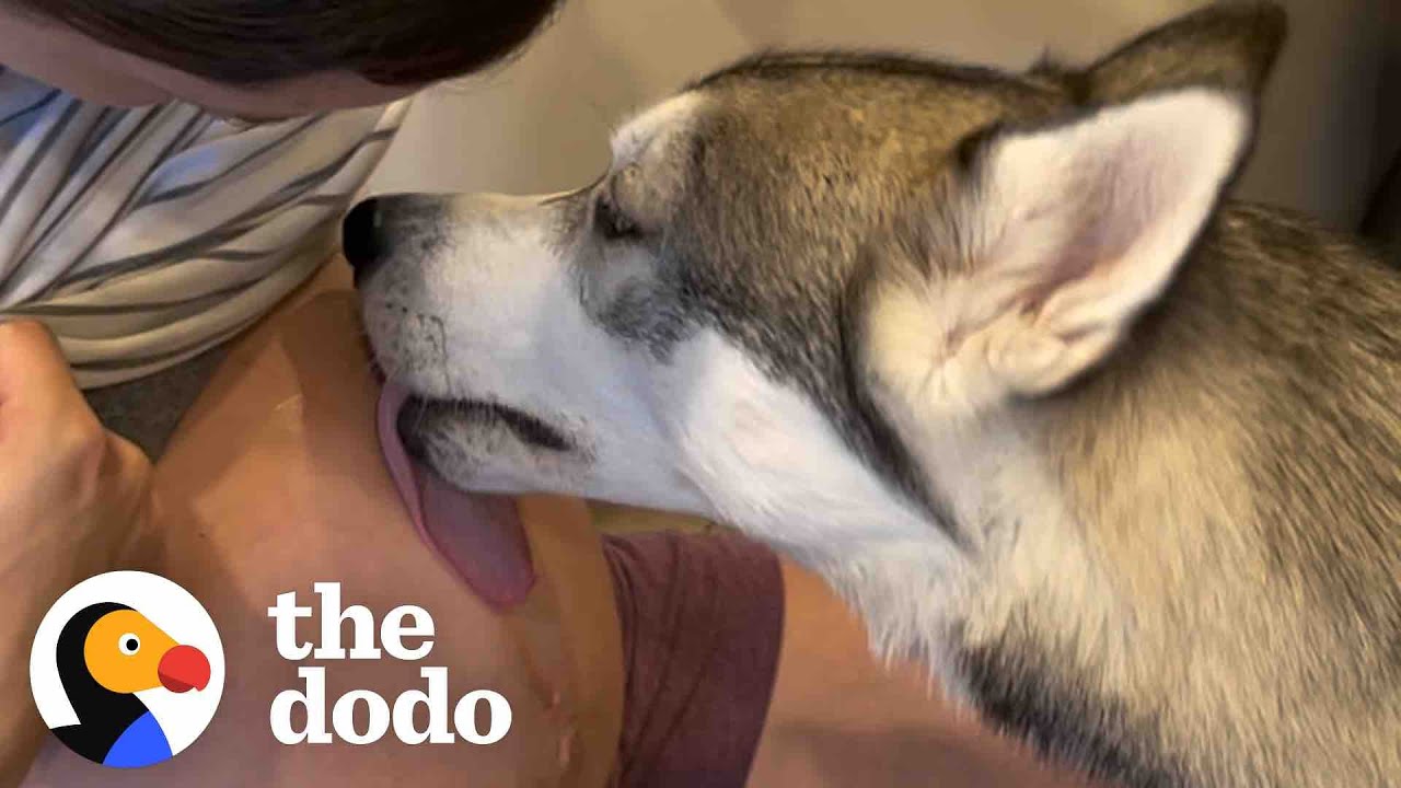 Husky Patiently Waits Next To Moms Belly To Finally Meet His Little Brother Soulmates