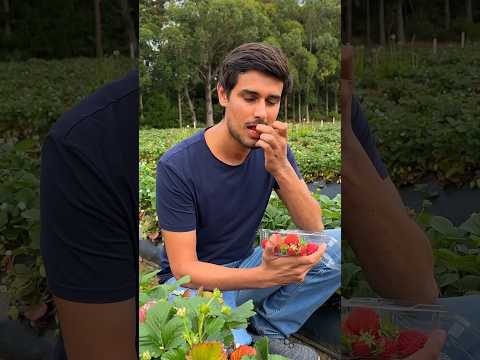 Pick Your Own Strawberry Farm