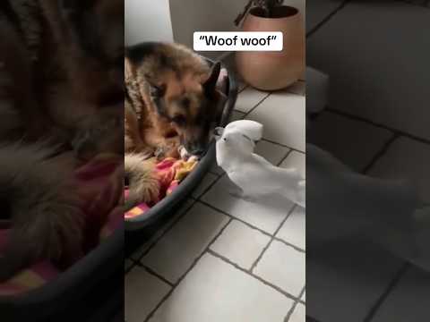 every day a joy 48 #funny #funnyvideo #funnyvideos #dog #parrottalking  #shorts #funnydog #parrot