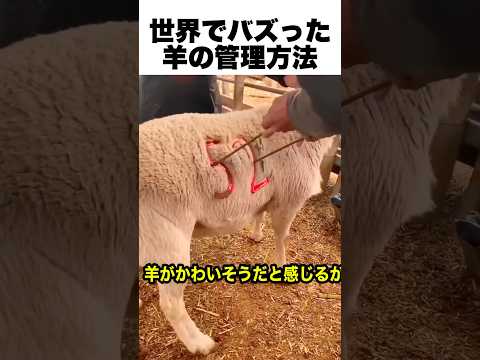羊管理の最適解