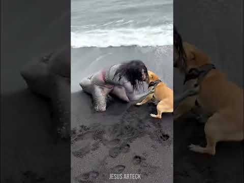 Una sirena es vista llevándose a un perro