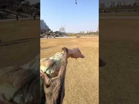 Ein unglaubliches Talent  #funny  #ai #sweet #animal