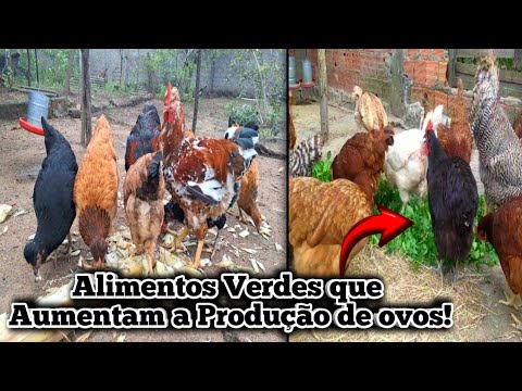 5 Alimentos Verdes que Fazem Suas Galinhas Botarem Mais Ovos!🐔🥚🪺😱 #galinhacaipira #galinhapoedeira