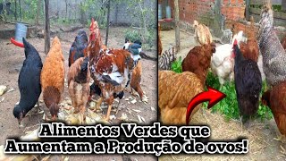 5 Alimentos Verdes que Fazem Suas Galinhas Botarem Mais Ovos!🐔🥚🪺😱 #galinhacaipira #galinhapoedeira