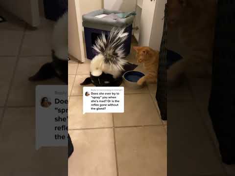This a question I am asked a lot. #pets #animals #ataritheskunk #petskumk