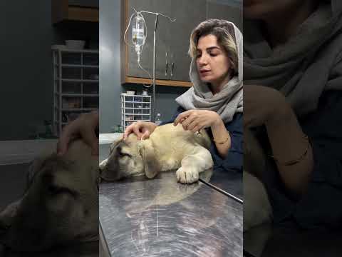 کنه نباید نیشش داخل بمونه وگرنه #دامپزشکی #pets #سگ