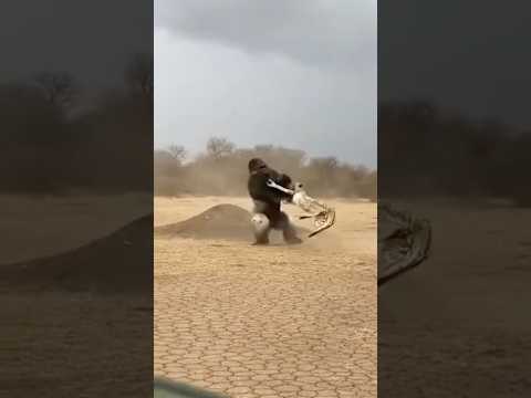 A Gorilla Sends a Cheetah Flying With a Giant Swing