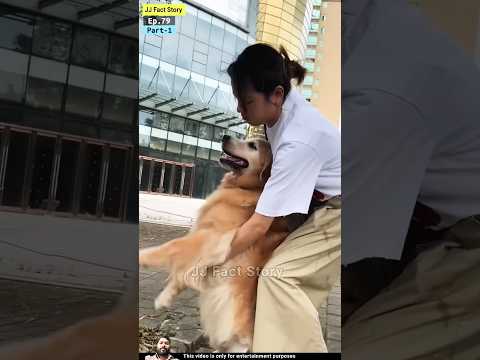 dabbu dog ? #dog #doglover #goldenretriever #pets #funny