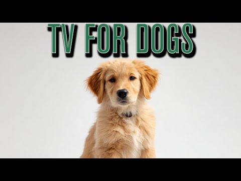 20 HOURS of Dog Adventure TV 💖🦮 Nature Hikes for Dogs: Virtual Adventures From Home