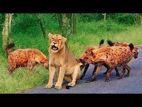 Lion Chased By A Hyena Is Finally Cornered, Will It Survive Or Will The Hyena Win?